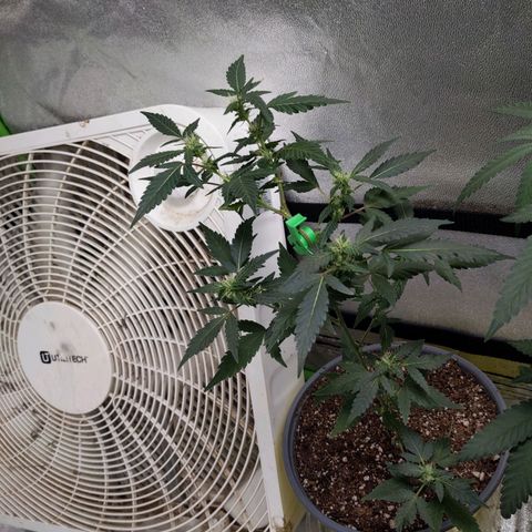 Matcha Melon & Dirty Diana  growlog timeline photo
