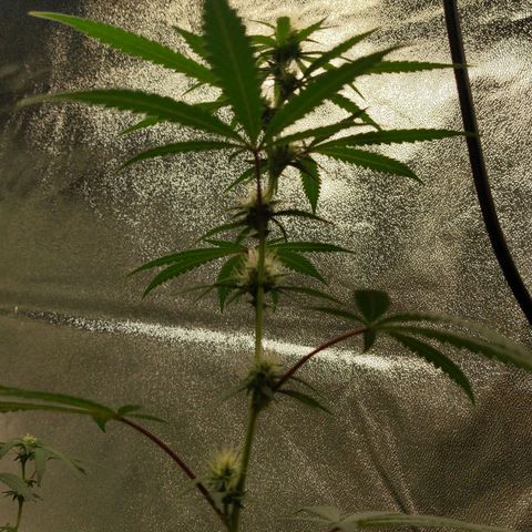 Matcha Melon & Dirty Diana  growlog timeline photo