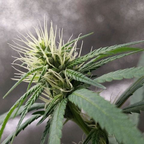 Matcha Melon & Dirty Diana  growlog timeline photo