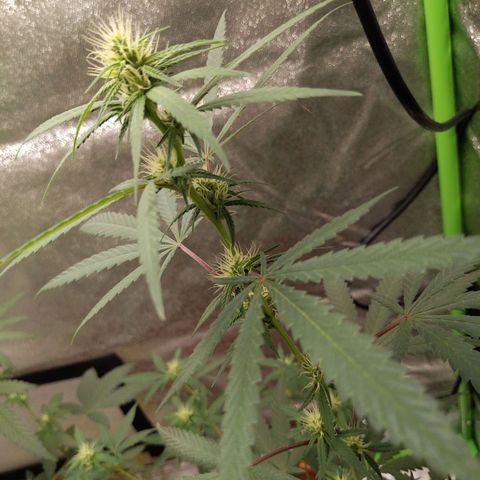 Matcha Melon & Dirty Diana  growlog timeline photo