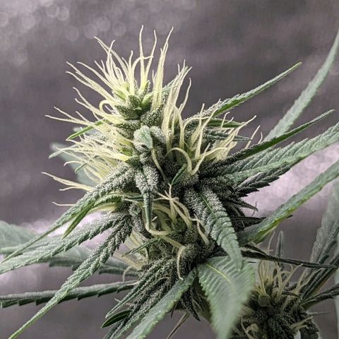 Matcha Melon & Dirty Diana  growlog timeline photo