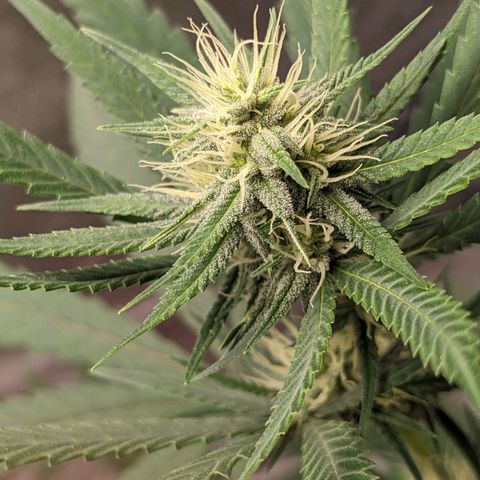Matcha Melon & Dirty Diana  growlog photo: First day adding raw npk industries nutrients all in one bloom, and cal mag,...