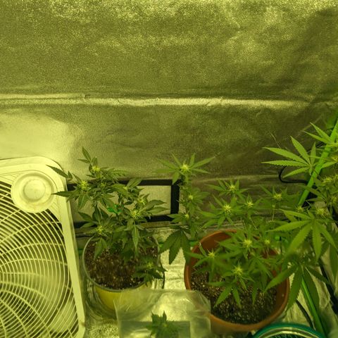 Matcha Melon & Dirty Diana  growlog timeline photo
