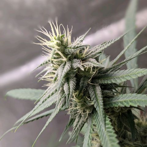 Matcha Melon & Dirty Diana  growlog photo: Halfway through flowering another 30 days till harvest 