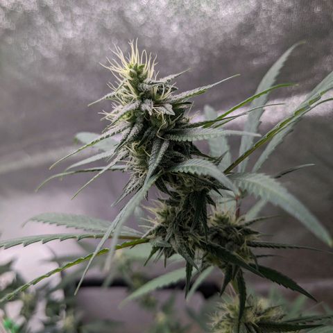 Matcha Melon & Dirty Diana  growlog photo: Halfway through flowering another 30 days till harvest 