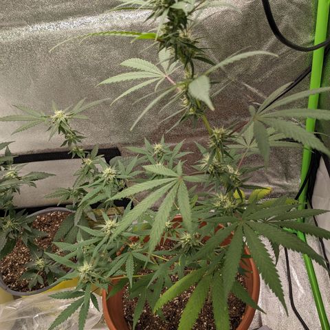 Matcha Melon & Dirty Diana  growlog photo: Halfway through flowering another 30 days till harvest 