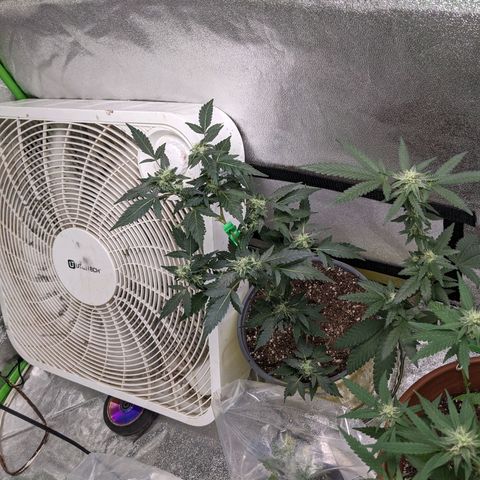 Matcha Melon & Dirty Diana  growlog photo: Halfway through flowering another 30 days till harvest 
