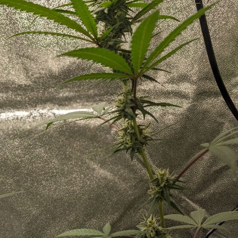 Matcha Melon & Dirty Diana  growlog photo: Halfway through flowering another 30 days till harvest 