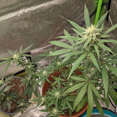 Matcha Melon & Dirty Diana  growlog photo: Halfway through flowering another 30 days till harvest 