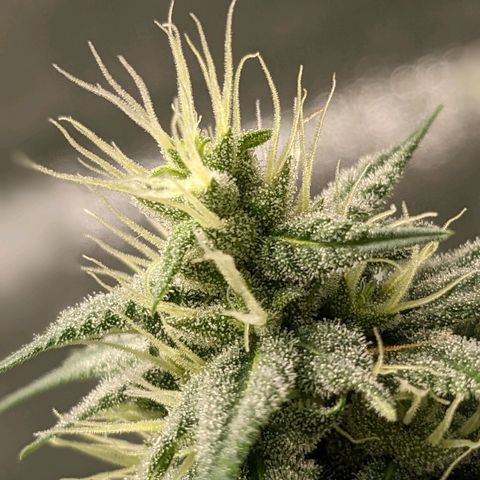 Matcha Melon & Dirty Diana  growlog photo: Halfway through flowering another 30 days till harvest 