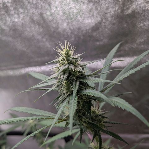 Matcha Melon & Dirty Diana  growlog photo: Halfway through flowering another 30 days till harvest 