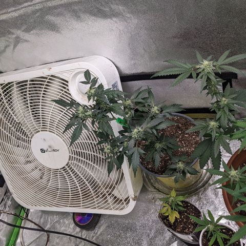 Matcha Melon & Dirty Diana  growlog timeline photo