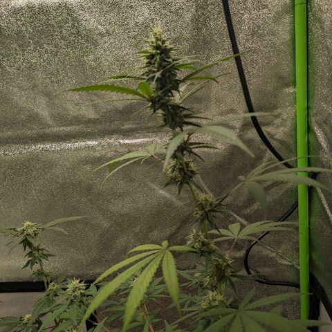Matcha Melon & Dirty Diana  growlog timeline photo