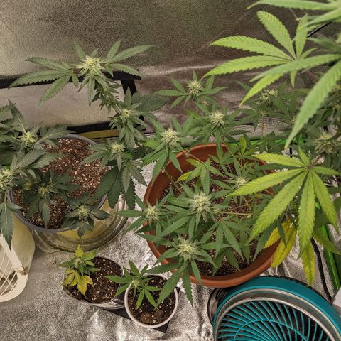 Matcha Melon & Dirty Diana  growlog timeline photo