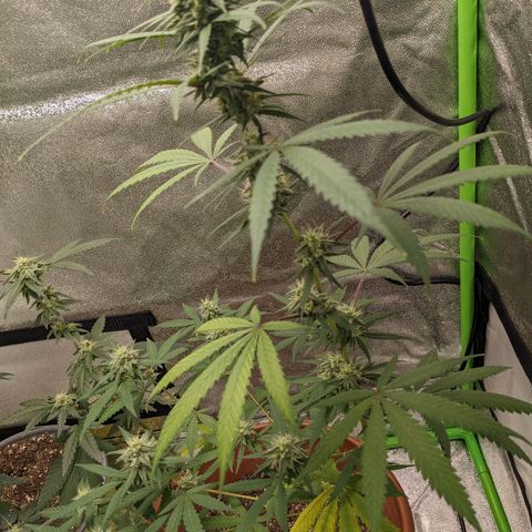 Matcha Melon & Dirty Diana  growlog timeline photo