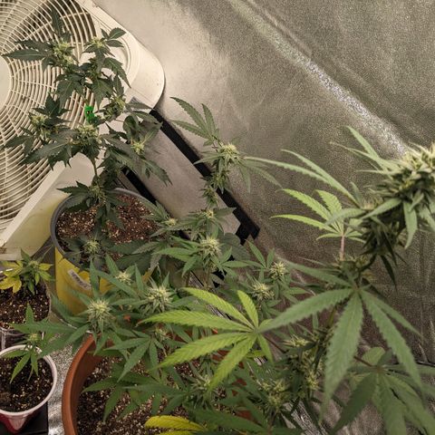 Matcha Melon & Dirty Diana  growlog timeline photo