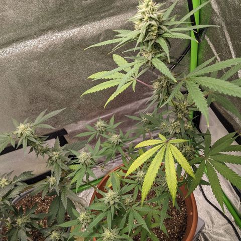 Matcha Melon & Dirty Diana  growlog timeline photo