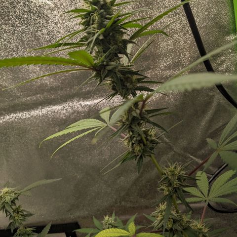Matcha Melon & Dirty Diana  growlog timeline photo