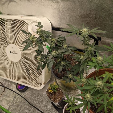 Matcha Melon & Dirty Diana  growlog timeline photo