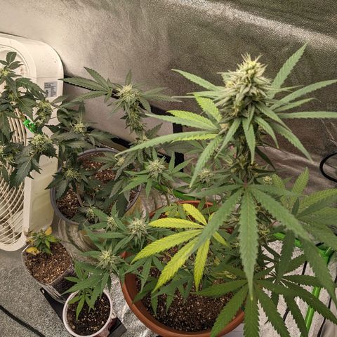 Matcha Melon & Dirty Diana  growlog timeline photo