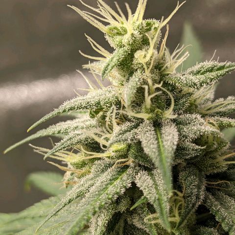 Matcha Melon & Dirty Diana  growlog timeline photo