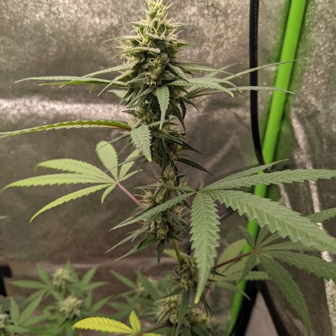 Matcha Melon & Dirty Diana  growlog timeline photo