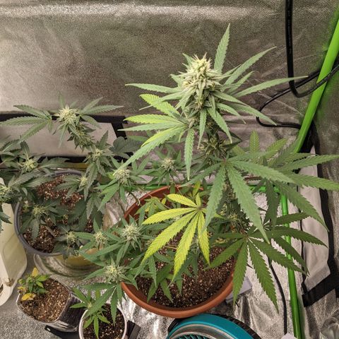 Matcha Melon & Dirty Diana  growlog timeline photo