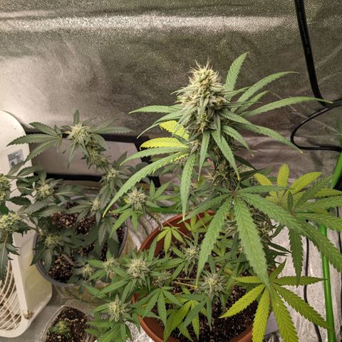 Matcha Melon & Dirty Diana  growlog timeline photo