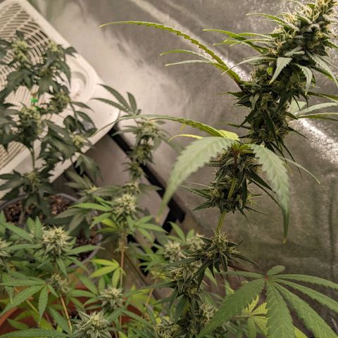 Matcha Melon & Dirty Diana  growlog timeline photo