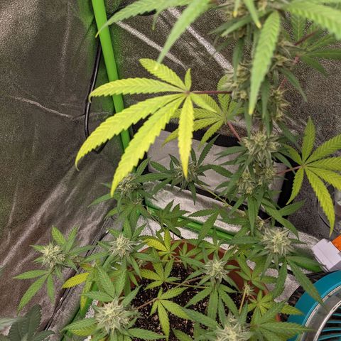 Matcha Melon & Dirty Diana  growlog timeline photo
