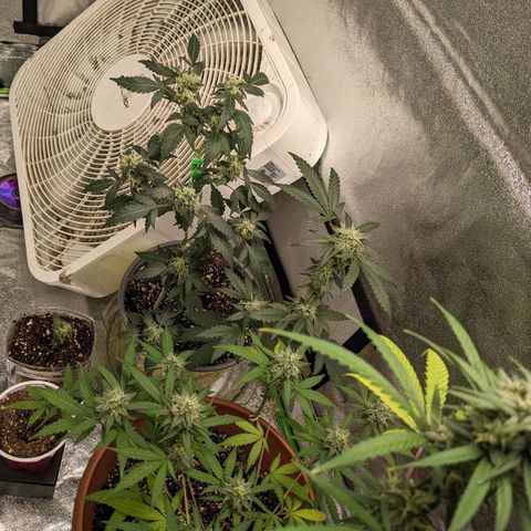 Matcha Melon & Dirty Diana  growlog timeline photo