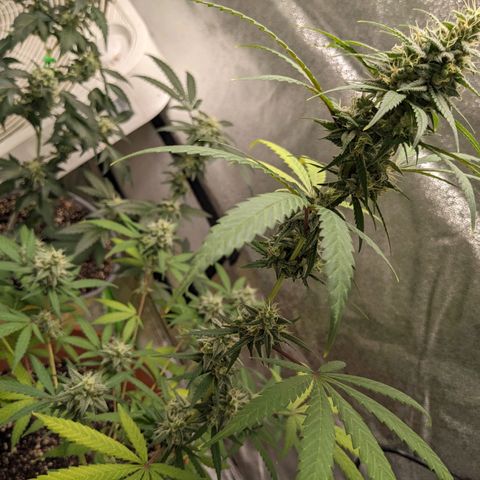 Matcha Melon & Dirty Diana  growlog timeline photo