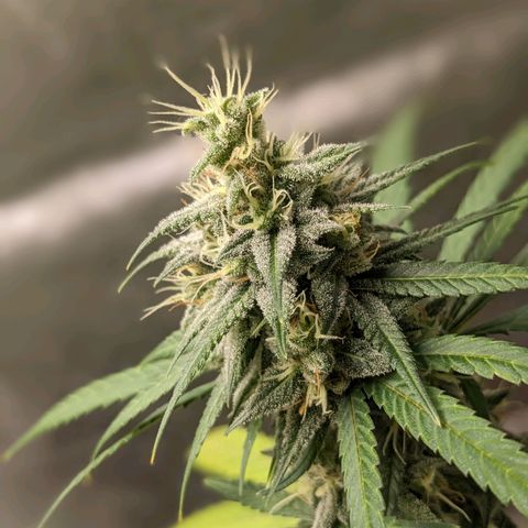 Matcha Melon & Dirty Diana  growlog timeline photo