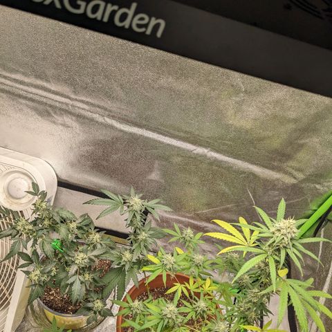 Matcha Melon & Dirty Diana  growlog timeline photo