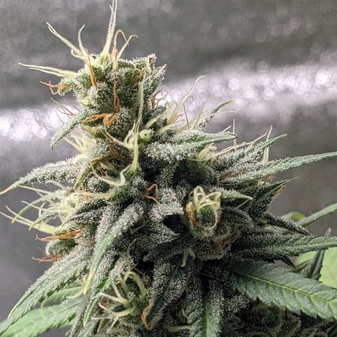 Matcha Melon & Dirty Diana  growlog timeline photo