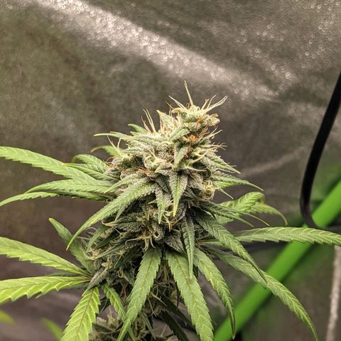 Matcha Melon & Dirty Diana  growlog timeline photo