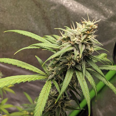 Matcha Melon & Dirty Diana  growlog timeline photo