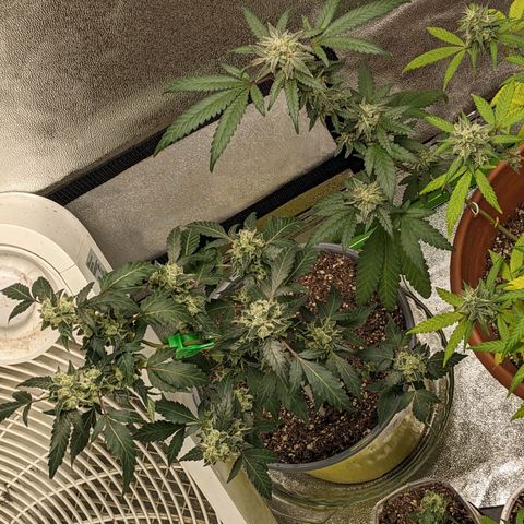 Matcha Melon & Dirty Diana  growlog timeline photo
