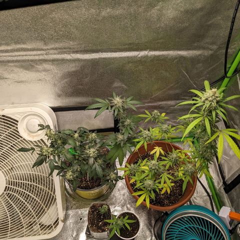 Matcha Melon & Dirty Diana  growlog timeline photo