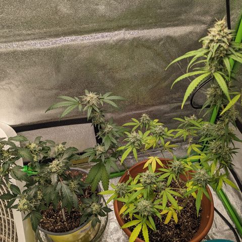 Matcha Melon & Dirty Diana  growlog timeline photo