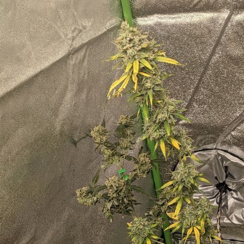 Matcha Melon & Dirty Diana  growlog photo: First day of  of harvest and dry started harvesting at 6:30pm finished harvesting at 9:00pm 