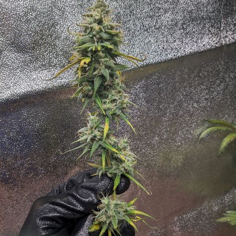 Matcha Melon & Dirty Diana  growlog photo: First day of  of harvest and dry started harvesting at 6:30pm finished harvesting at 9:00pm 