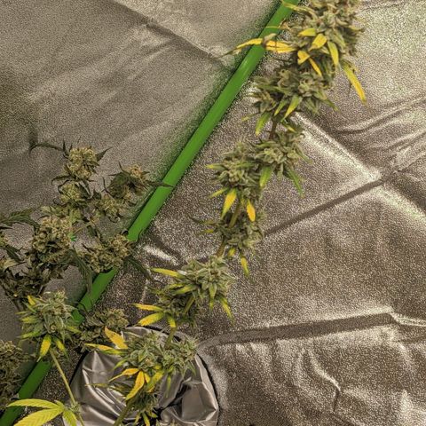 Matcha Melon & Dirty Diana  growlog photo: First day of  of harvest and dry started harvesting at 6:30pm finished harvesting at 9:00pm 