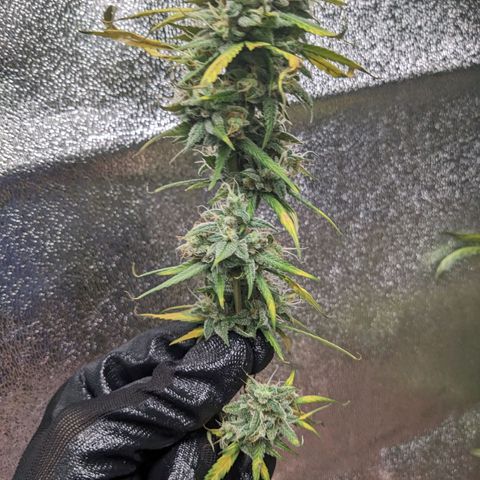 Matcha Melon & Dirty Diana  growlog photo: First day of  of harvest and dry started harvesting at 6:30pm finished harvesting at 9:00pm 