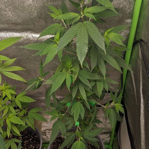 Super lemon haze, permanent marker, tropical bluecherry punch, & nutter butter growlog photo: Added LST clips to the Nutter Butter for the first  few weeks of flowering. going to change from bat guano fertilizer to bloom fertilizer in a week or so....
