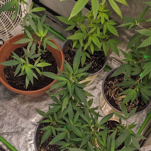 Super lemon haze, permanent marker, tropical bluecherry punch, & nutter butter growlog photo: Added LST clips to the Nutter Butter for the first  few weeks of flowering. going to change from bat guano fertilizer to bloom fertilizer in a week or so....
