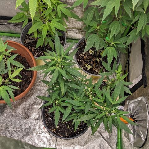 Super lemon haze, permanent marker, tropical bluecherry punch, & nutter butter growlog photo: First full week of  preflowering ⛽🍃🍃