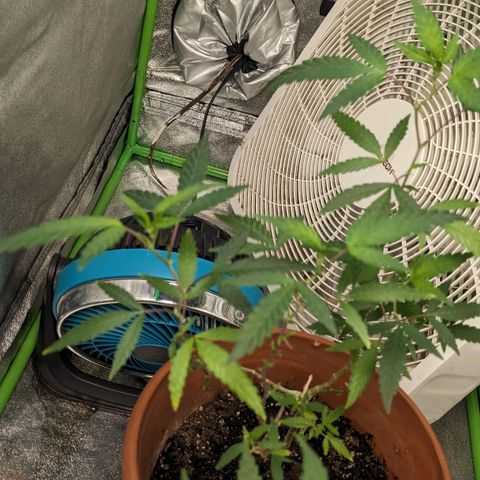 Super lemon haze, permanent marker, tropical bluecherry punch, & nutter butter growlog photo: First full week of  preflowering ⛽🍃🍃
