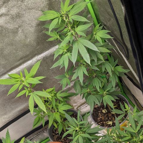 Super lemon haze, permanent marker, tropical bluecherry punch, & nutter butter growlog photo: First full week of  preflowering ⛽🍃🍃