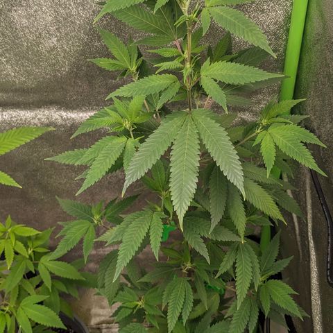 Super lemon haze, permanent marker, tropical bluecherry punch, & nutter butter growlog photo: First full week of  preflowering ⛽🍃🍃